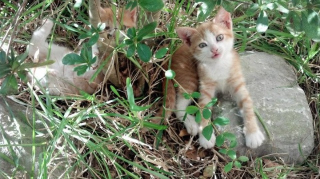 《王者荣耀夏季大赛决赛，Bilibili战队闪耀对决》，王者荣耀2019战队争霸赛